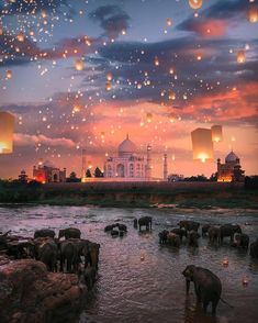 many elephants are in the water with lanterns floating over them at night, and there is a white building on the other side of the river