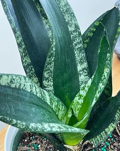 a close up of a plant in a pot on a table