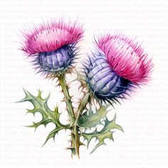 two purple thistles with green leaves on a white background, watercolor drawing by artist and photographer person