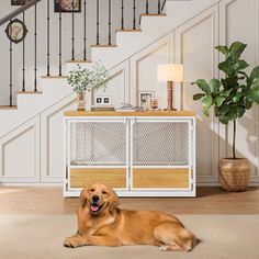 a large brown dog laying on top of a rug in front of a stair case