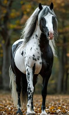 Tony Mendes Photography Andulasian Horse, Alex Animal, Horse Reference Photos, Rare Horse Colors, Home Design Architecture, Unusual Horse, Black And White Horse, Pinto Horse