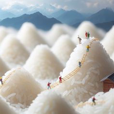 many people are walking on a long wooden ladder in the middle of white cotton fields