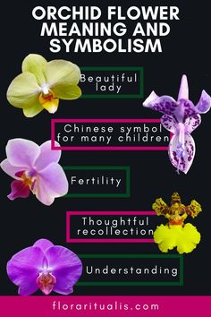 orchid flower meaning and symbol in english