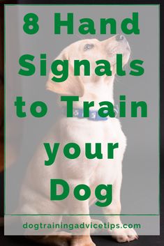 a brown dog sitting on top of a table next to a green sign that says 8 hand signals to train your dog