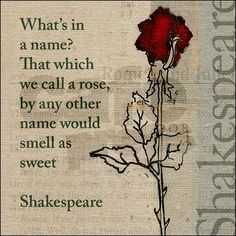 shakespeare quote with a red rose on it