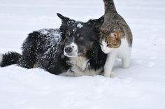 a cat and dog are playing in the snow together, one is looking at the camera