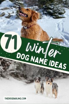 a dog holding up a sign that says winter dog name ideas with three dogs in the snow behind it