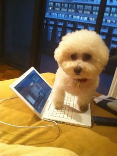 a small white dog sitting on top of a laptop computer