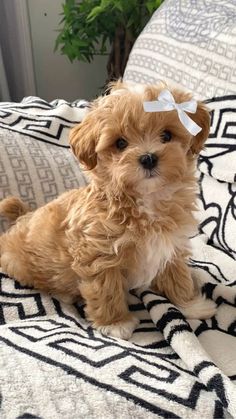 a small brown dog sitting on top of a bed