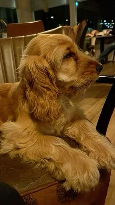 a brown dog sitting on top of a wooden table next to a black metal chair