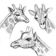 three giraffes are shown in this drawing