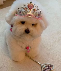 a small white dog wearing a tiara with a tennis racket on the floor