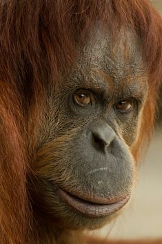 an adult oranguel looking at the camera