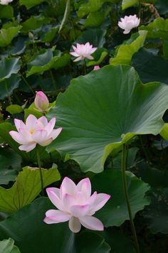 pink lotus flowers blooming in the middle of green leaves