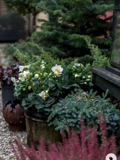 several potted plants in front of a window on the side of a building with gravel