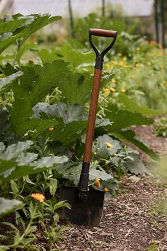 a garden with lots of plants and a shovel