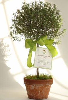 a small potted plant with a green bow on it's head and label attached to the top