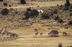 several horses grazing in a field with a fence and small house on the other side