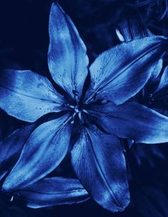 a blue flower that is in the dark