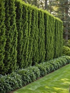 a large green hedge next to a lush green lawn