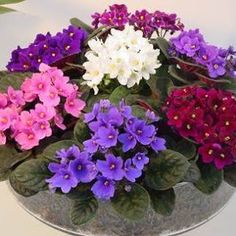 purple, white and pink flowers are in a bowl on a table next to green leaves