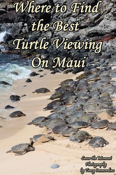 there is a large group of turtles on the beach with text overlay that reads, where to find the best turtle viewing on mau