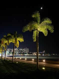 palm trees line the beach at night with city lights in the background