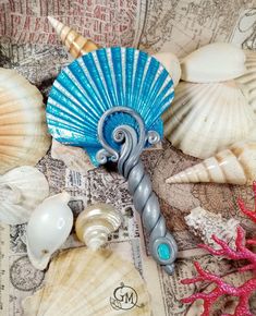 sea shells and seashells are arranged on a map