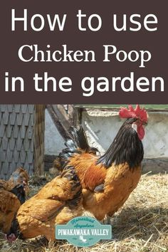 how to use chicken poop in the garden