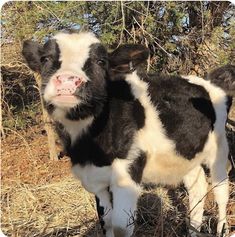 a black and white cow standing on top of dry grass