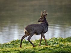 a deer standing on top of a lush green field next to a body of water