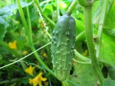 a cucumber is growing in the grass