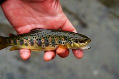 a person holding a small brown fish in their left hand with red and blue dots on it's body