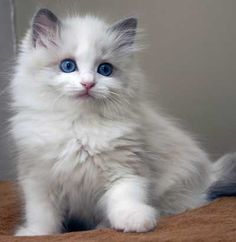 a white kitten with blue eyes is sitting on a brown blanket and looking at the camera