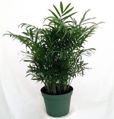 a potted plant with green leaves is shown in front of a white background,