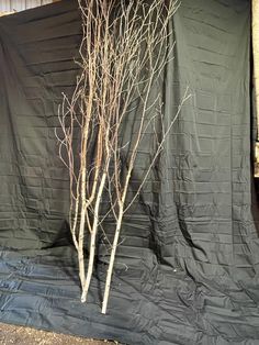 two bare trees in front of a black tarp