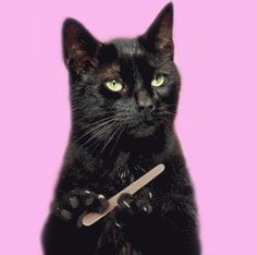 a black cat holding a knife in its paws