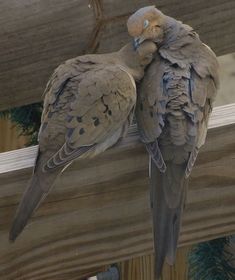 two birds sitting on top of a wooden fence