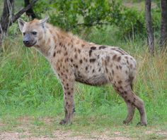 a spotted hyena stands in the grass near some trees and bushes, looking to its left