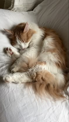 an orange and white cat sleeping on top of a bed