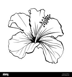 a black and white flower on a white background