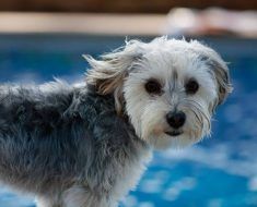 a dog standing on the edge of a swimming pool with his head turned to the side