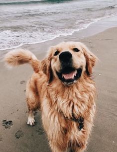 a dog standing on top of a sandy beach next to the ocean with its mouth open