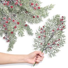 someone is holding a plant with red berries and green leaves on it, while another hand holds the stems