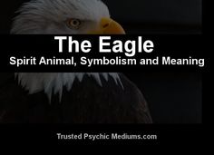 the eagle spirit animal, symboism and meaning trusted psychic mediums com