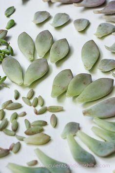 seeds and leaves are arranged on a white surface