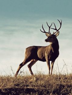 a deer standing on top of a grass covered field