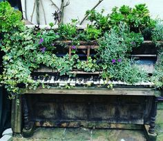 an old piano is covered with plants and flowers