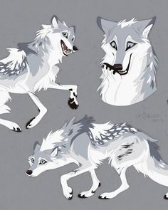 three white wolfs with black and gray markings on their backs, one running while the other runs