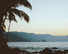 a palm tree sitting on top of a lush green hillside next to the ocean with mountains in the background